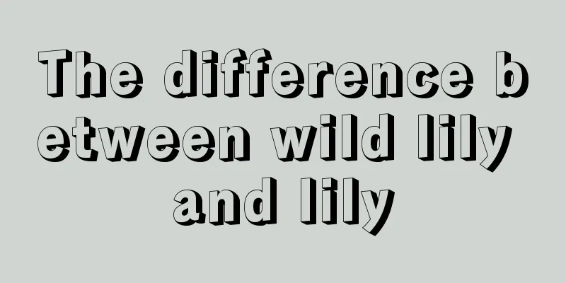 The difference between wild lily and lily