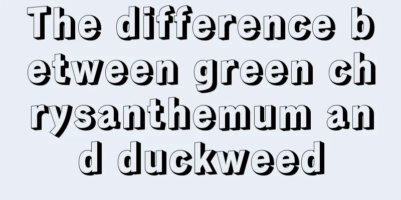 The difference between green chrysanthemum and duckweed