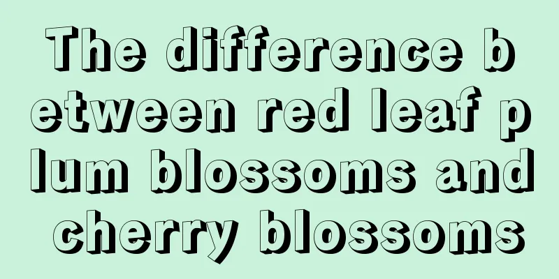 The difference between red leaf plum blossoms and cherry blossoms