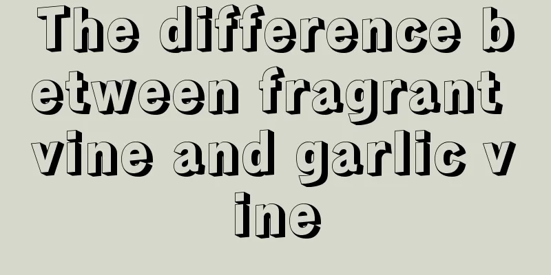 The difference between fragrant vine and garlic vine