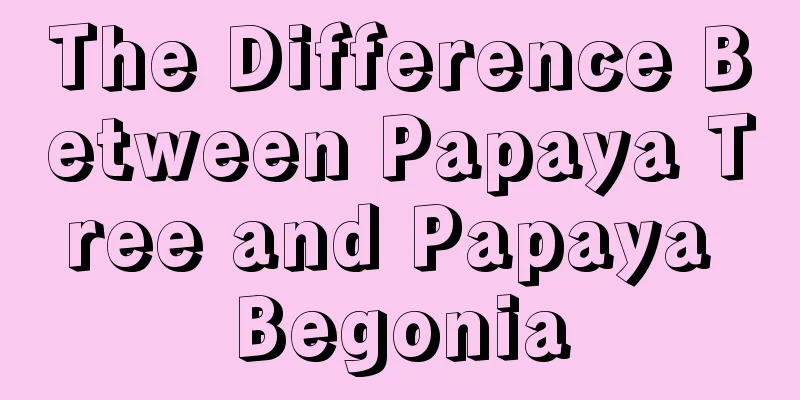 The Difference Between Papaya Tree and Papaya Begonia