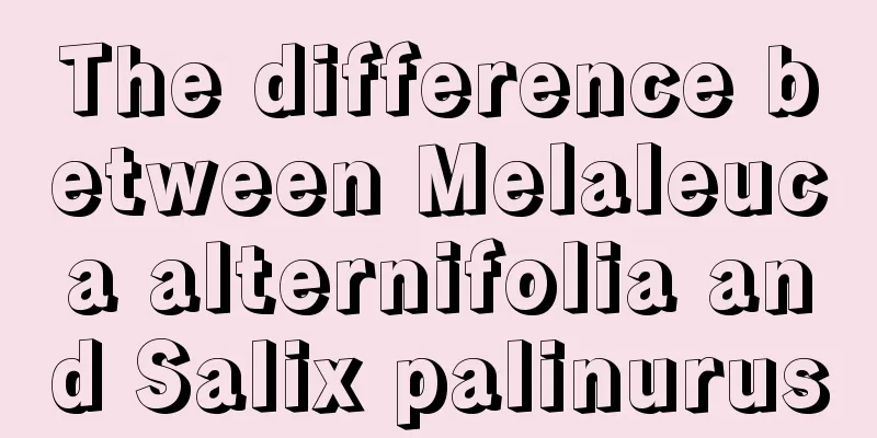 The difference between Melaleuca alternifolia and Salix palinurus