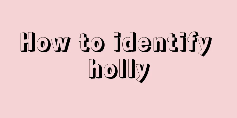 How to identify holly