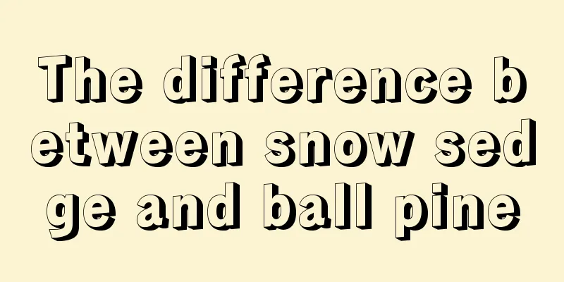 The difference between snow sedge and ball pine