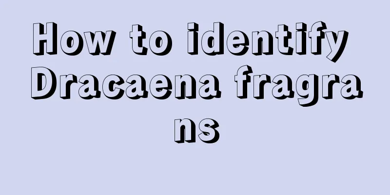 How to identify Dracaena fragrans