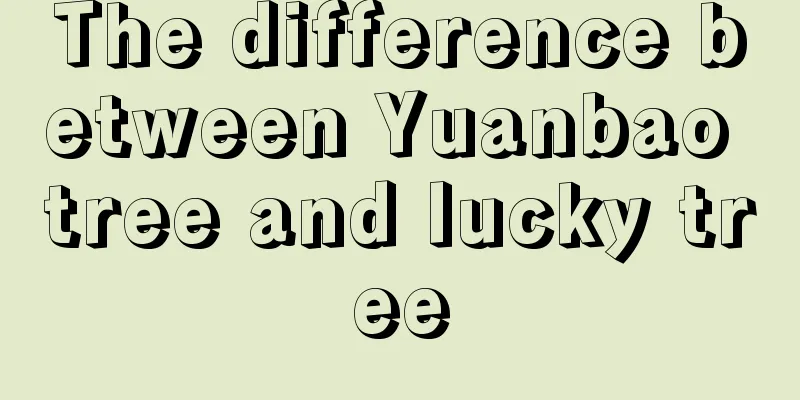 The difference between Yuanbao tree and lucky tree