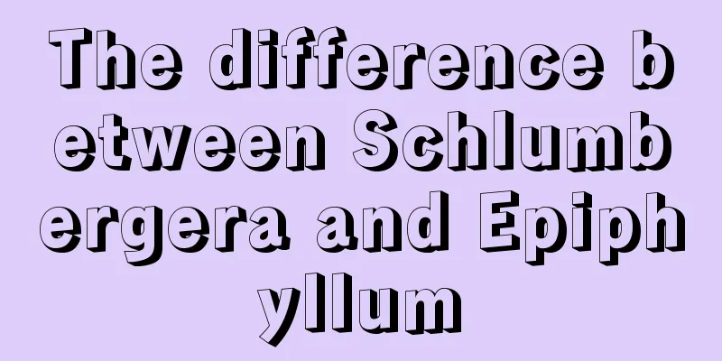 The difference between Schlumbergera and Epiphyllum