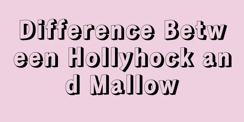 Difference Between Hollyhock and Mallow