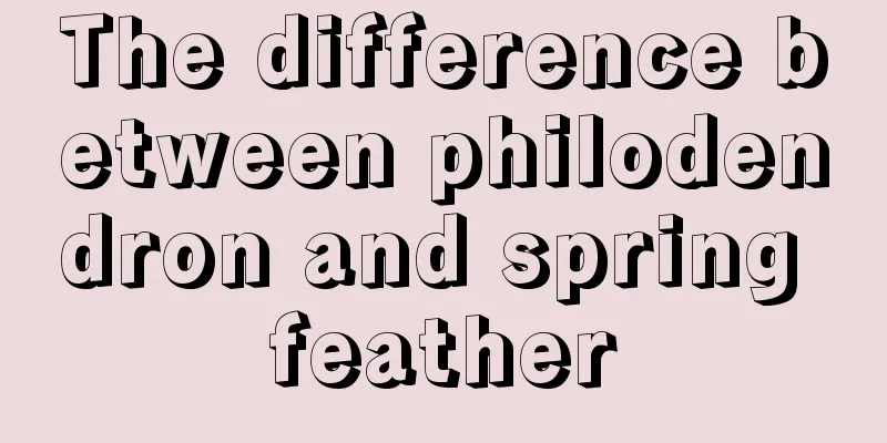 The difference between philodendron and spring feather