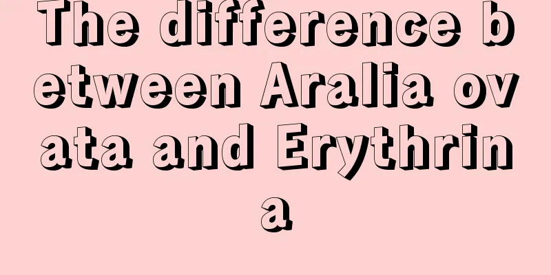 The difference between Aralia ovata and Erythrina