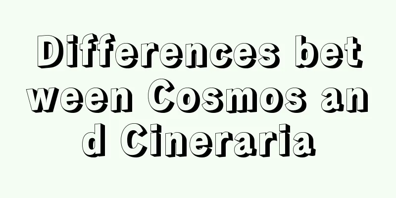 Differences between Cosmos and Cineraria