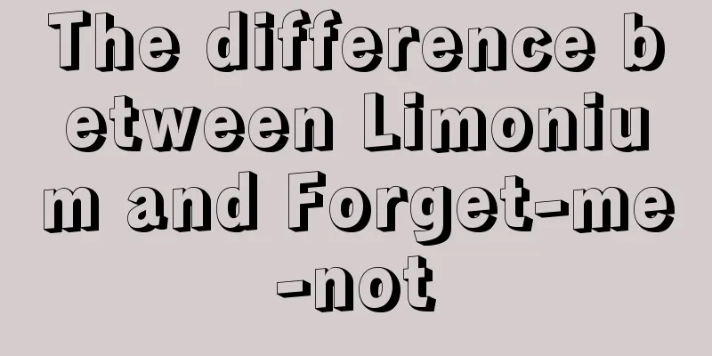 The difference between Limonium and Forget-me-not