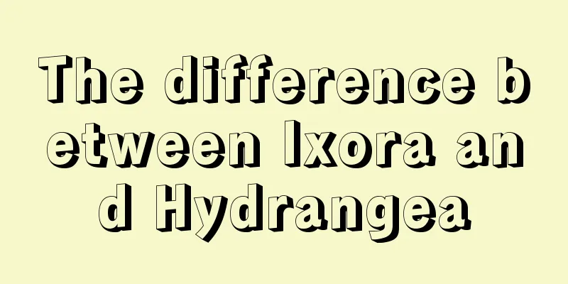 The difference between Ixora and Hydrangea