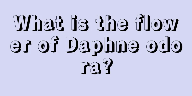 What is the flower of Daphne odora?