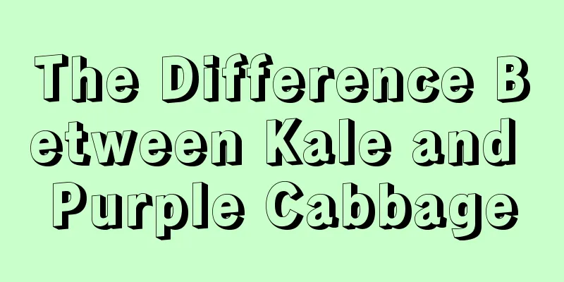 The Difference Between Kale and Purple Cabbage