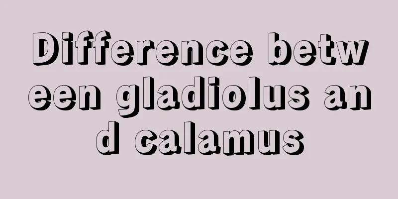 Difference between gladiolus and calamus