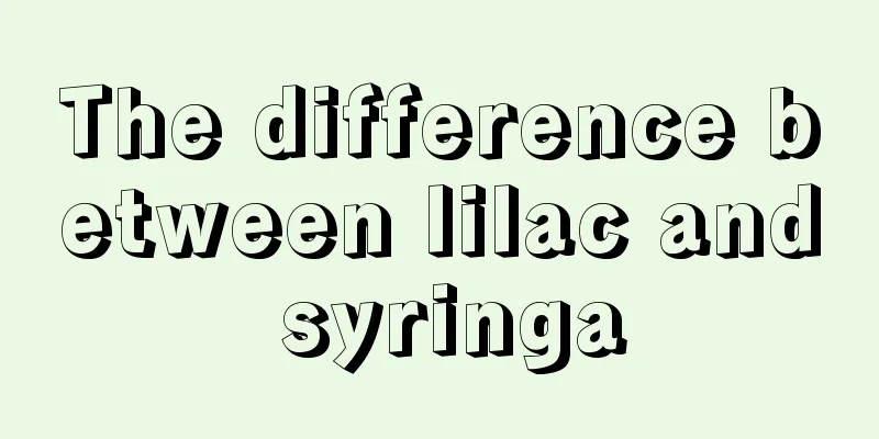 The difference between lilac and syringa