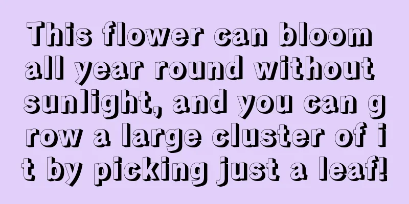 This flower can bloom all year round without sunlight, and you can grow a large cluster of it by picking just a leaf!