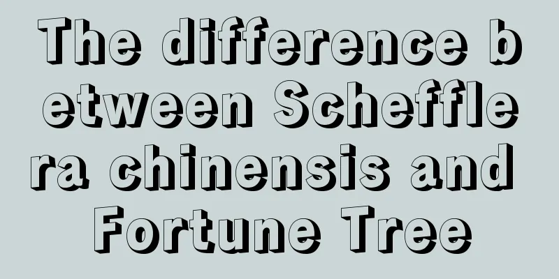 The difference between Schefflera chinensis and Fortune Tree