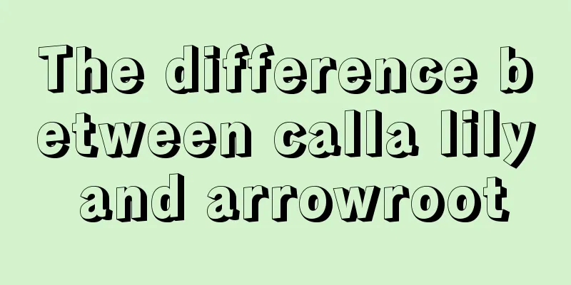 The difference between calla lily and arrowroot