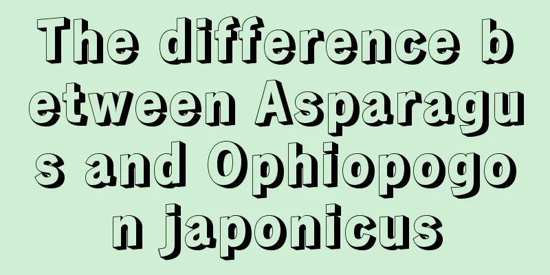 The difference between Asparagus and Ophiopogon japonicus