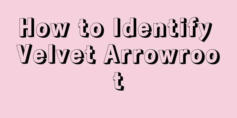 How to Identify Velvet Arrowroot