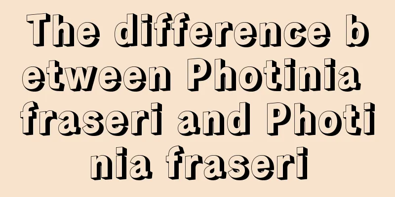 The difference between Photinia fraseri and Photinia fraseri