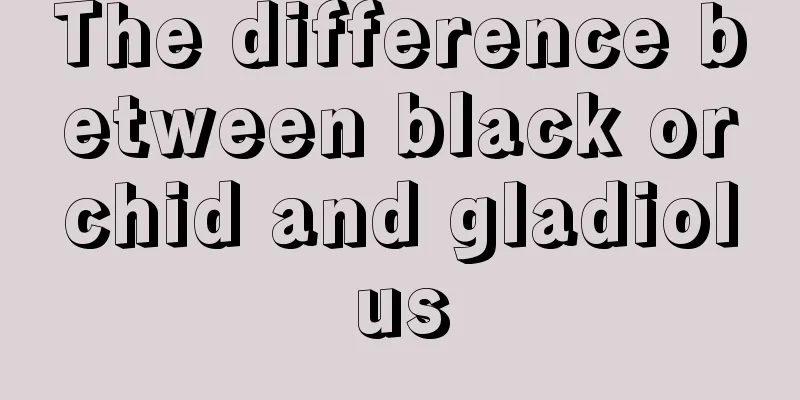 The difference between black orchid and gladiolus