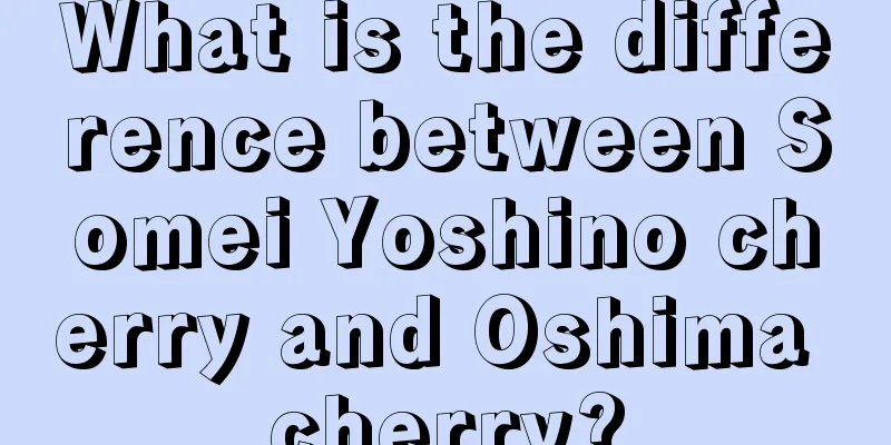 What is the difference between Somei Yoshino cherry and Oshima cherry?