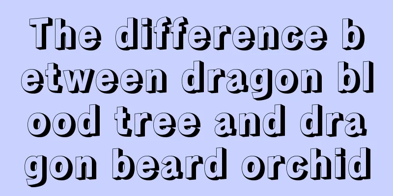 The difference between dragon blood tree and dragon beard orchid