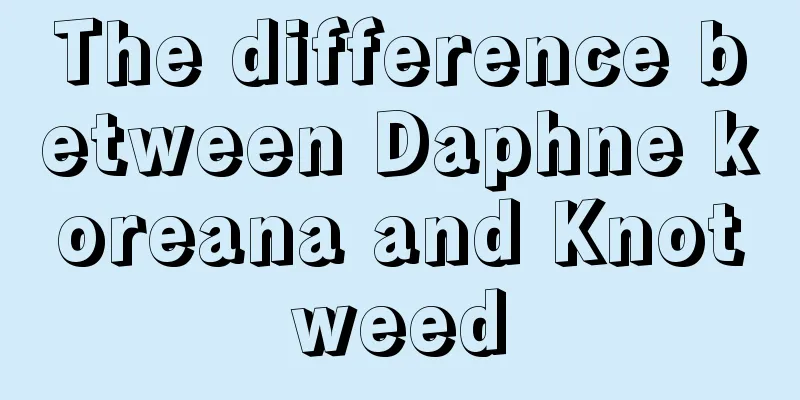 The difference between Daphne koreana and Knotweed