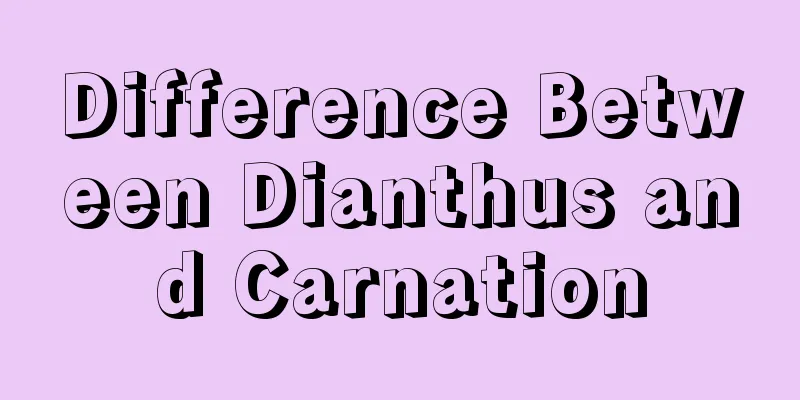 Difference Between Dianthus and Carnation