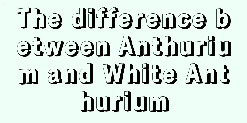 The difference between Anthurium and White Anthurium