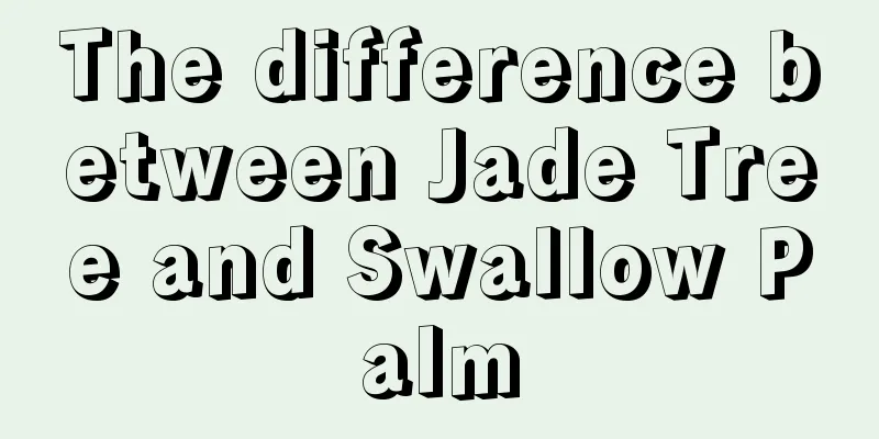 The difference between Jade Tree and Swallow Palm