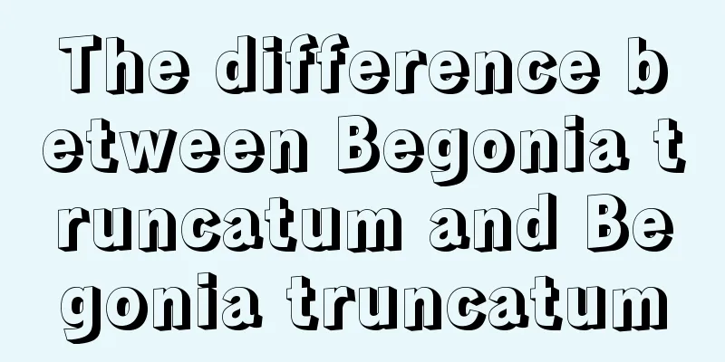 The difference between Begonia truncatum and Begonia truncatum