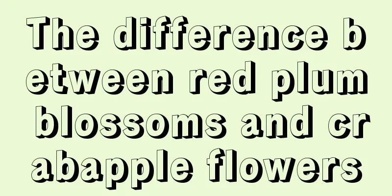 The difference between red plum blossoms and crabapple flowers