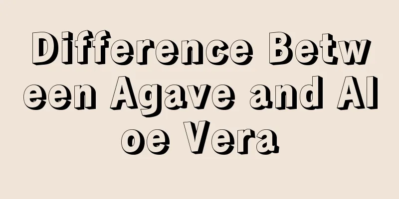 Difference Between Agave and Aloe Vera