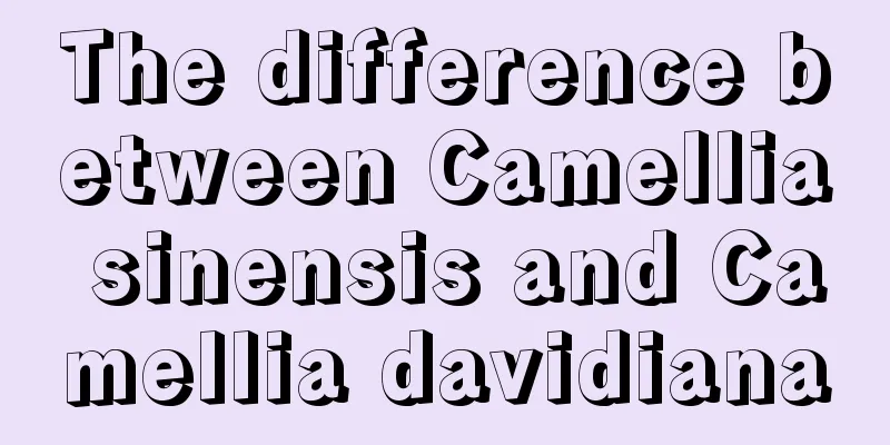 The difference between Camellia sinensis and Camellia davidiana