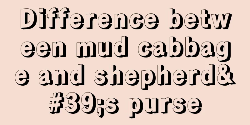 Difference between mud cabbage and shepherd's purse