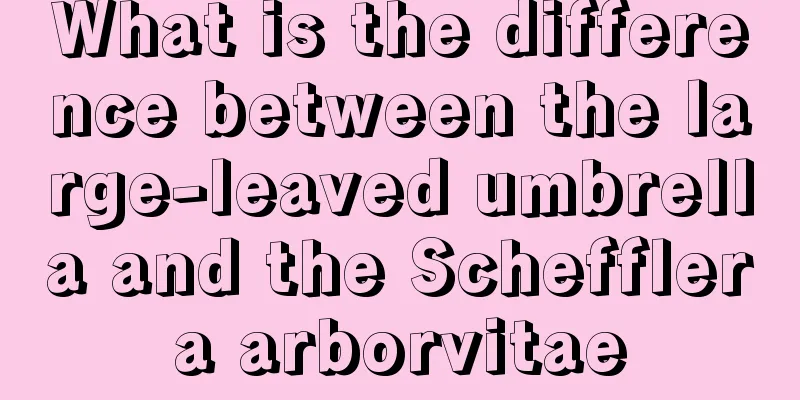 What is the difference between the large-leaved umbrella and the Schefflera arborvitae