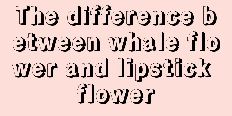 The difference between whale flower and lipstick flower