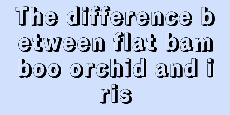 The difference between flat bamboo orchid and iris