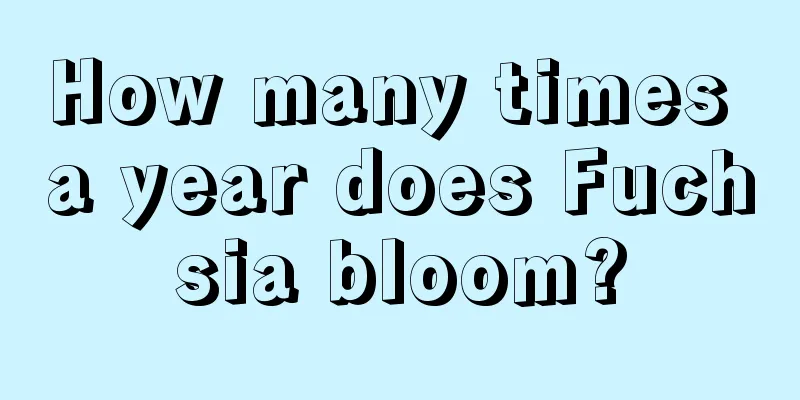 How many times a year does Fuchsia bloom?