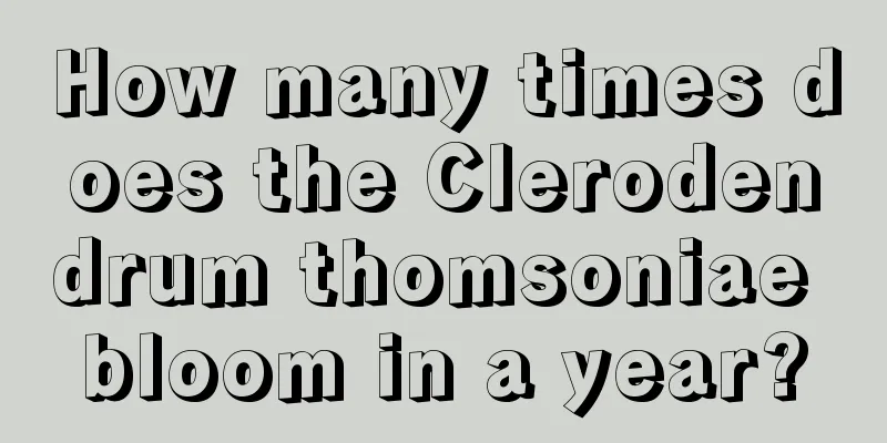 How many times does the Clerodendrum thomsoniae bloom in a year?