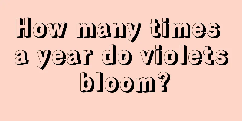 How many times a year do violets bloom?