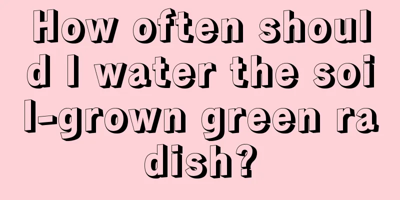 How often should I water the soil-grown green radish?