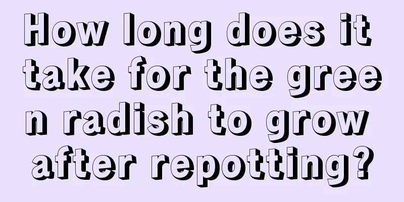 How long does it take for the green radish to grow after repotting?