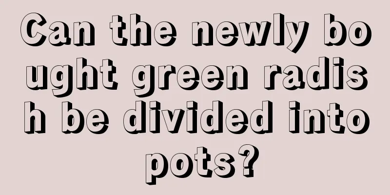 Can the newly bought green radish be divided into pots?