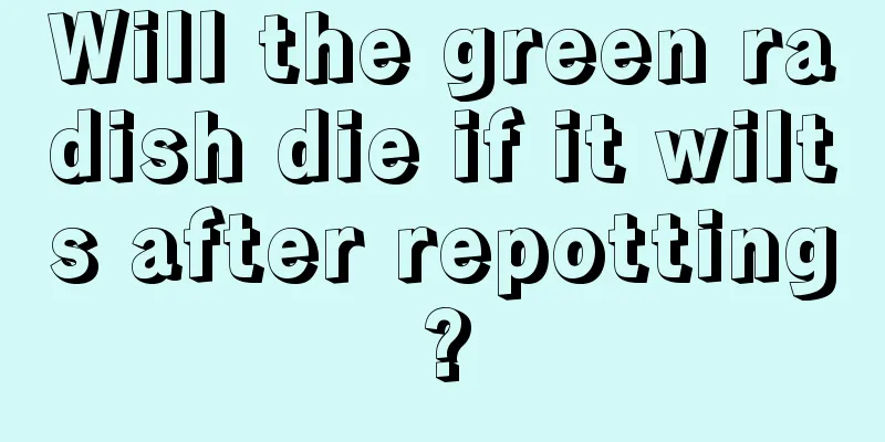 Will the green radish die if it wilts after repotting?