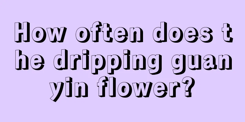 How often does the dripping guanyin flower?